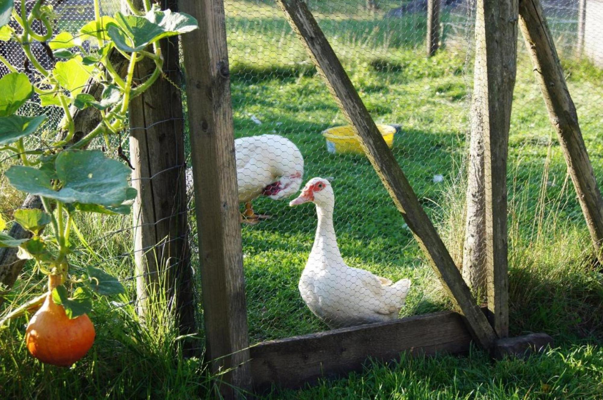 Wiesenschneiders * Freiensteinau